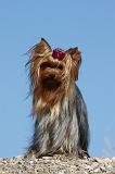 YORKSHIRE TERRIER 414